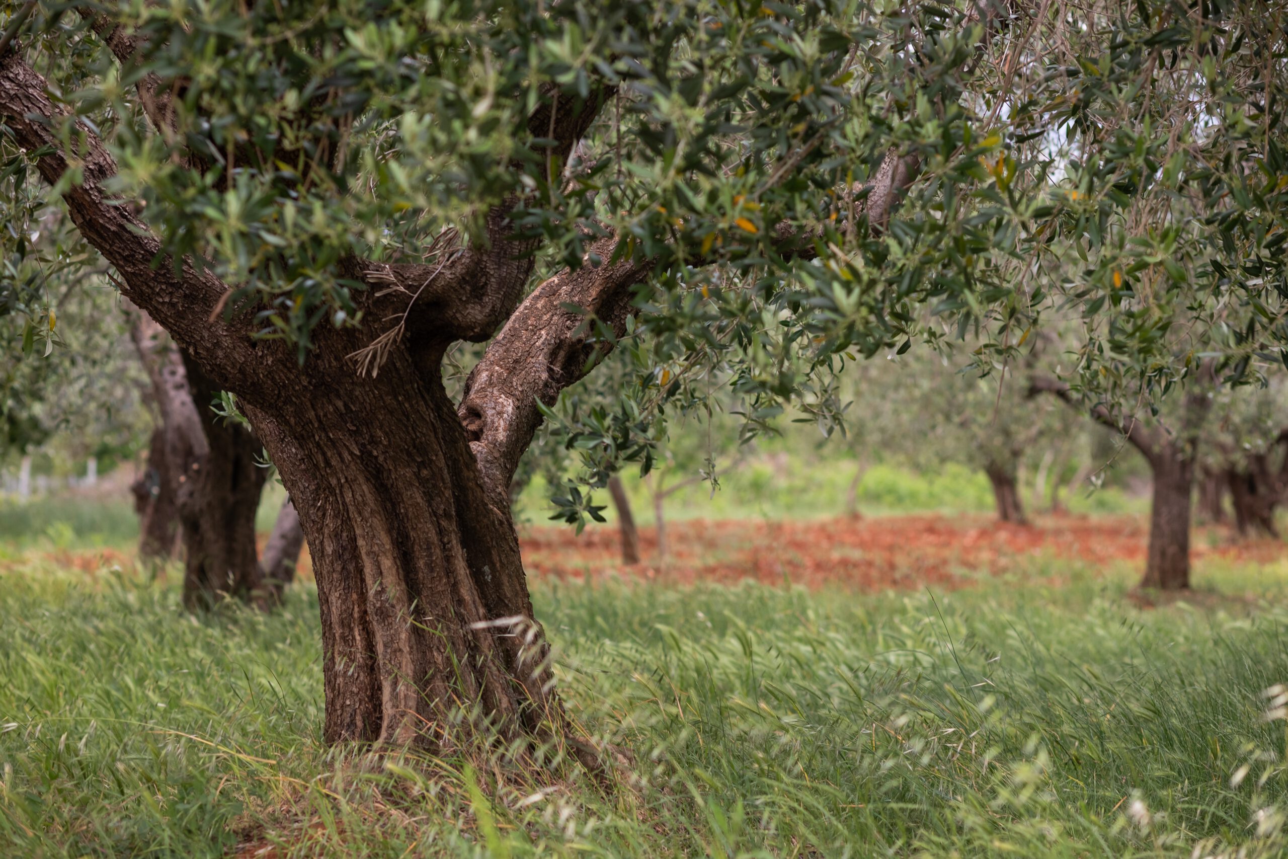 aceite y miel de jaen