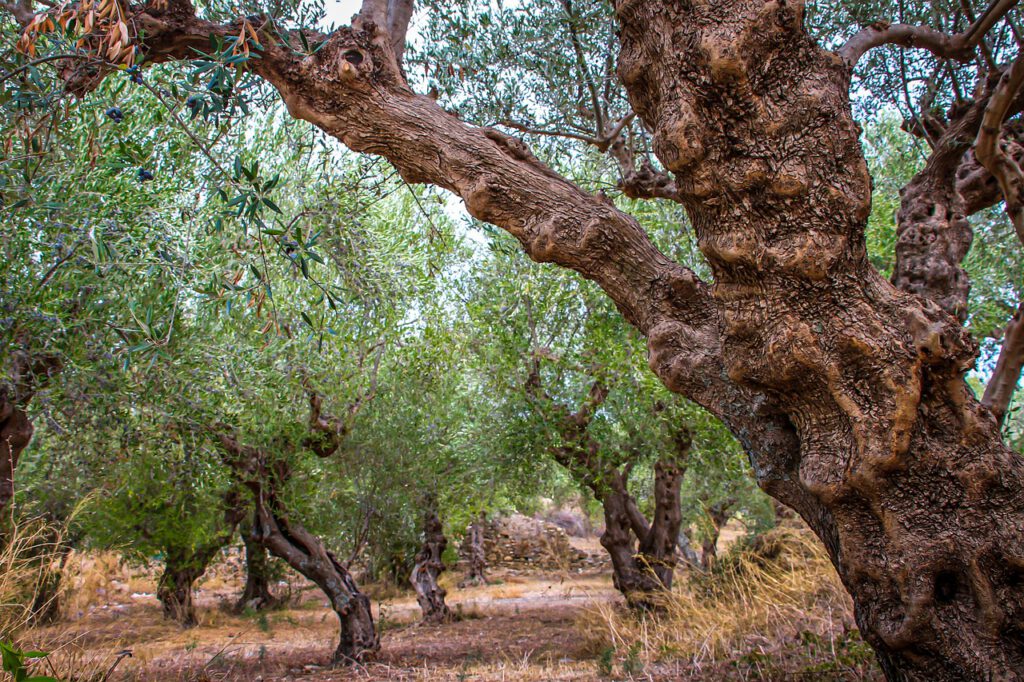 aceite y miel de jaen